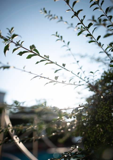 Nahaufnahme eines Zweigs im Garten des Antoniushof Wellnesshotels in Ruhstorf an der Rott – Entspannung in der Natur