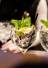 Zwei Gläser Gin Tonic mit Minze und Zitronenscheiben auf einer Bar, im Hintergrund eine Hand mit einem weiteren Glas.